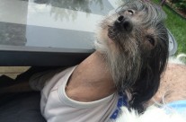 Roobert Lounging in the Wind