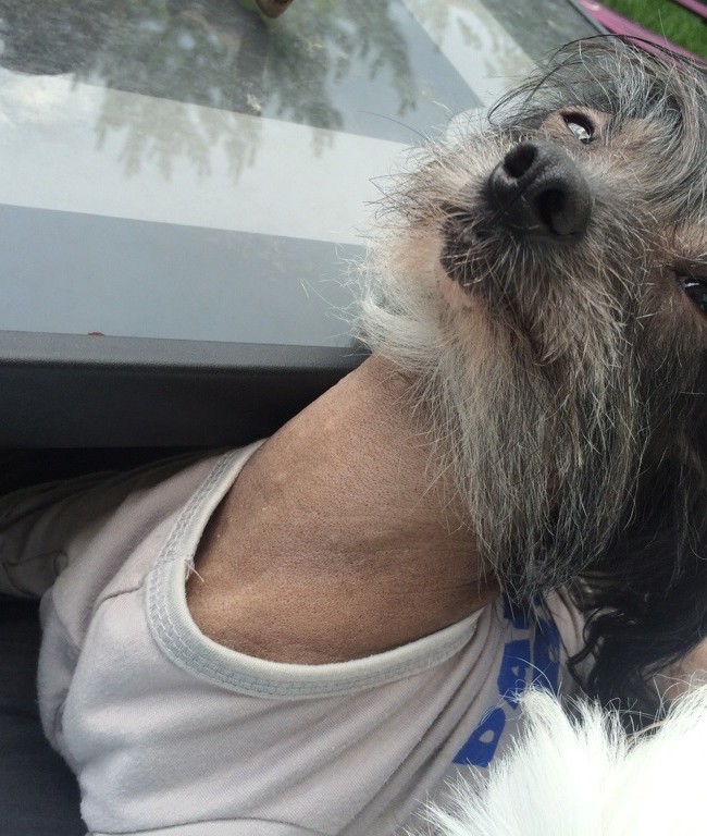 Roobert Lounging in the Wind