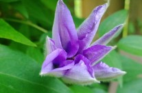 The First Clematis Flower of the Year