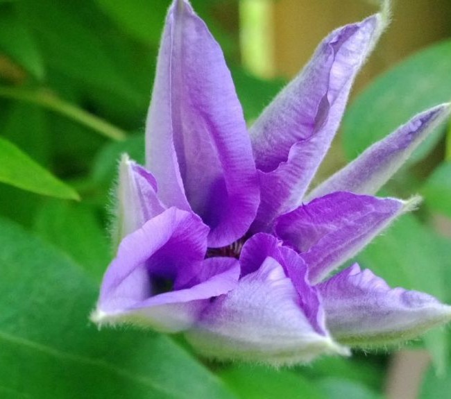 The First Clematis Flower of the Year