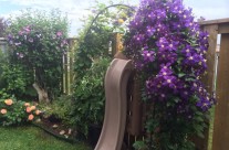 Garden in Full Bloom