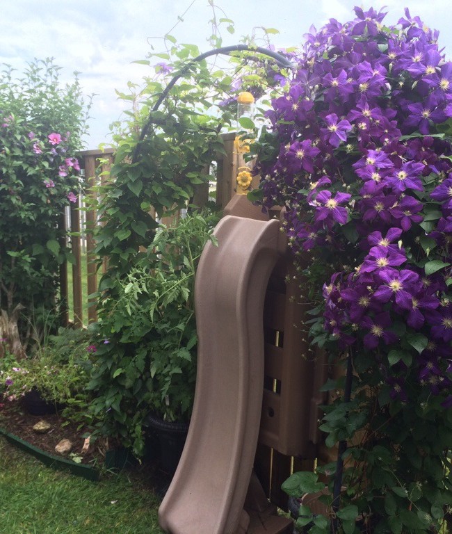 Garden in Full Bloom