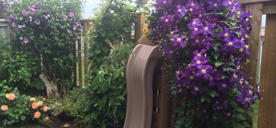 Garden in Full Bloom