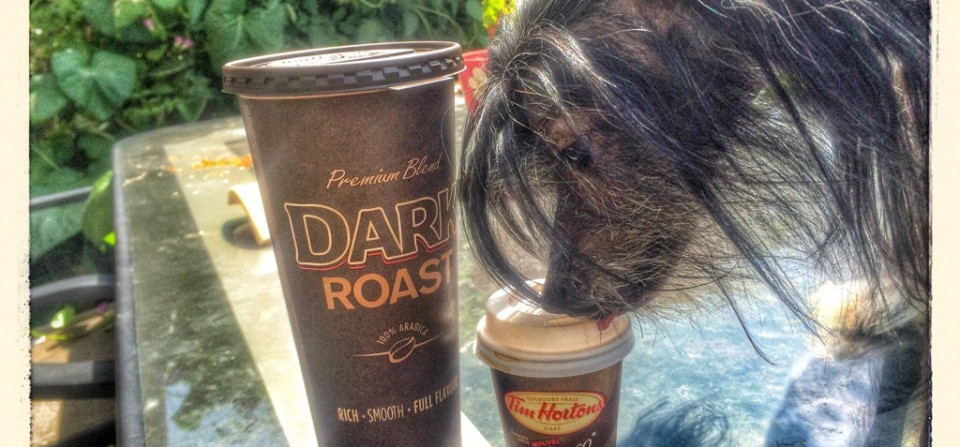 Perfect cup for Roobert